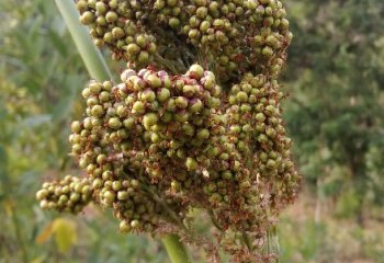 Sorghum bicolor in Kitui. © Maundu P, 2022