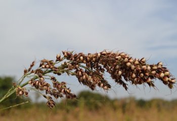 Sorghum bicolor. Panicle has long bristles. Yipal village-South Burkina Faso. Ⓒ Maundu, 2015