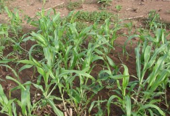 Sorghum ratoon crop in Kamashi, Ethiopia. Ⓒ P Maundu, 2014