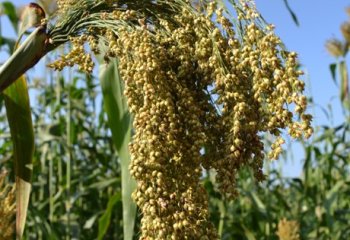 Sorghum with loose panicles. NW. Ethiopia. ©Maundu & Morimoto, 2015