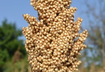 Sorghum, Cream type. Kitui, Kenya. © Maundu 2017