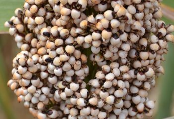 Sorghum, Gadam variety, Kitui, Kenya @ Maundu 2017