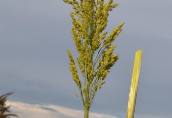 Sorghum. Cane form with chewable stems, NW. Ethiopia. ©Maundu 2015