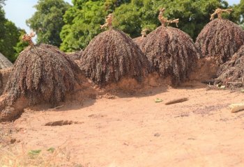 Sun drying sorghum bicolor. Kazion- Yipal, Burkina Faso. Ⓒ P maundu, 2015
