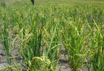 Upland dryland rice in Kaberimaido, Soroti, Uganda. ©Maundu, 2005