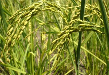 Upland dryland rice in Soroti, Uganda. © Maundu 2005