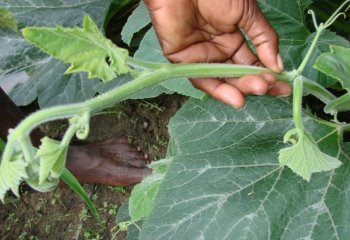 Young pumpkin (C. moschata) shoots used as vegetable, Malindi, Kenya. © Maundu, 2015