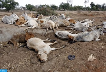 Bovines affected from drought
