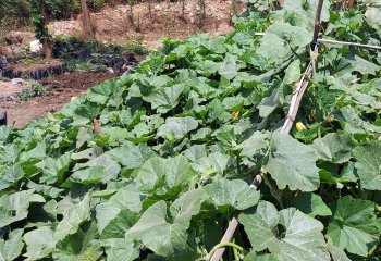 Pumpkin leaves