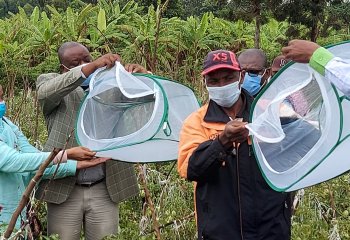 Tuta Absoluta, Traps