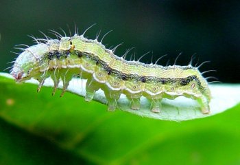 African bollworm (Helicoverpa armigera) African bollworm (Helicoverpa armigera) on beans