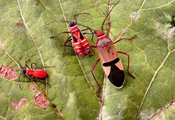 cotton stainers