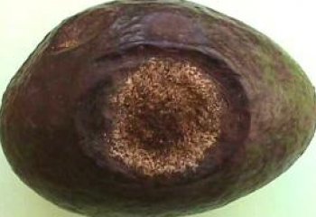 Anthracnose (Colletotrichum gloeosporioides) on avocado fruit. Anthracnose on avocado fruit