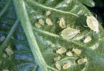 <b>Aphids</b> <i>(Myzus persicae)</i>. Adult wingless females are oval-bodied, 1-2 mm in body length, of very variable colour. Aphids (Myzus persica)