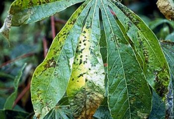 cassava qtl against cassava bacterial blight