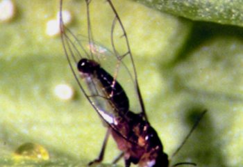 Adult of the <b>African citrus psyllid</b><i> (Trioza erytreaea)</i> Adult of the <b>African citrus psyllid</b><i> (Trioza erytreaea)</i>