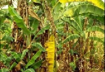 Fusarium wilt (<i>Fusarium oxysporum f.sp. cubense</i>) on banana leaves Fusarium wilt (<i>Fusarium oxysporum f.sp. cubense</i>) on banana leaves