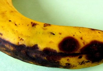 Anthracnose fruit rot on banana Anthracnose fruit rot on banana