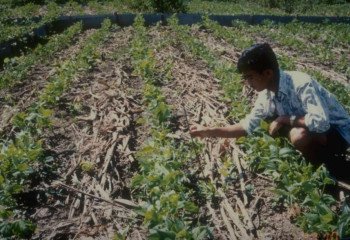 Mulching with residues from maize in Thailand Mulching with residues from maize in Thailand