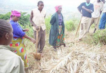 Compost covered with dry palm leaves Compost covered with dry palm leaves