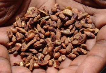 Neem seeds Neem seeds