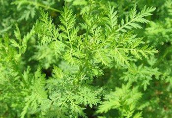 Artemisia annua Artemisia annua