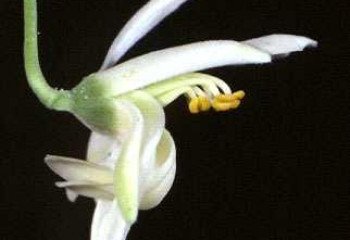 Moringa flower 