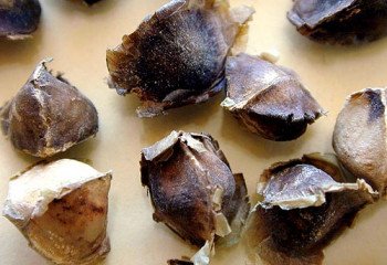 Moringa seeds Moringa seeds