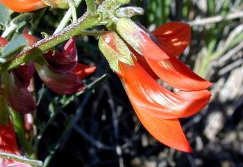 Plant World Seeds Sutherlandia Frutescens Seeds