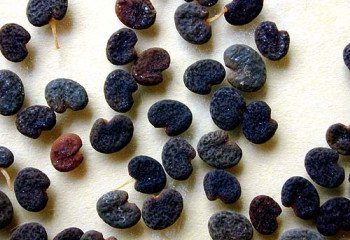 Sutherlandia frutescens seeds 