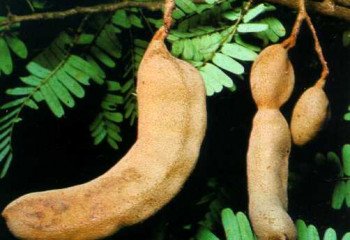 Tamarind (Tamarindus indicus) Tamarind (Tamarindus indicus)