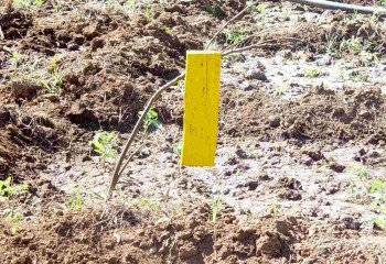 Homemade yellow sticky trap in a tomato field. Homemade yellow sticky trap in a tomato field.
