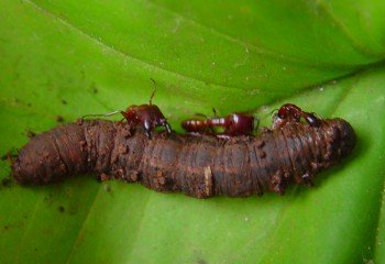 Ants attacking a cutworm caterpillar