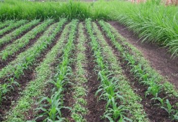 Pushpull plot Pushpull plot
