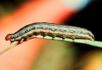 African armyworm (Spodotera exempta) African armyworm (Spodotera exempta)