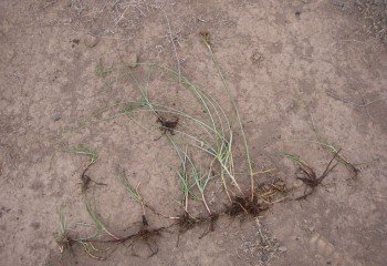 Sedge grass (cyperus longus) with underground stolons 