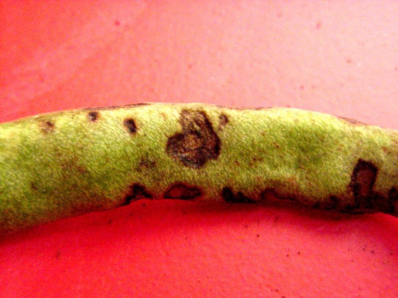Anthracnose (Colletotrichum lindemuthanium) on bean pod