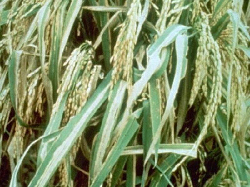 <b>Bacterial leaf blight </b><i>(Xanthomonas oryzae pv. oryzae)</i> on mature rice plants. Lesions begin as water-soaked stripes on the leaf blades and eventually would increase in length and width becoming yellow to greyish-white until the entire leaf dr