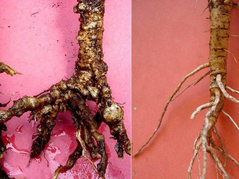 Okra roots damaged by <b>root-knot nematodes</b>. Note gall or root-knots (left) and healthy roots (right).