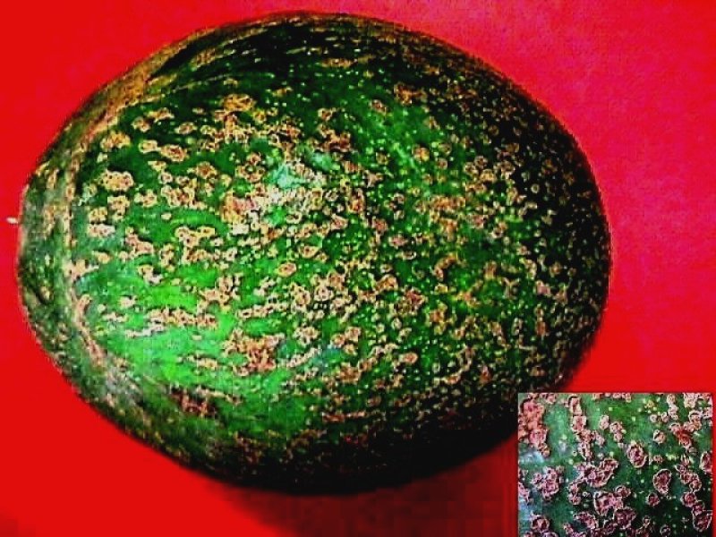 Scab (Sphaceloma perseae) on avocado fruit 