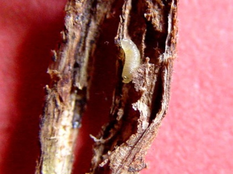 Bean fly maggot (Ophiomyia spp) in a  french bean stem