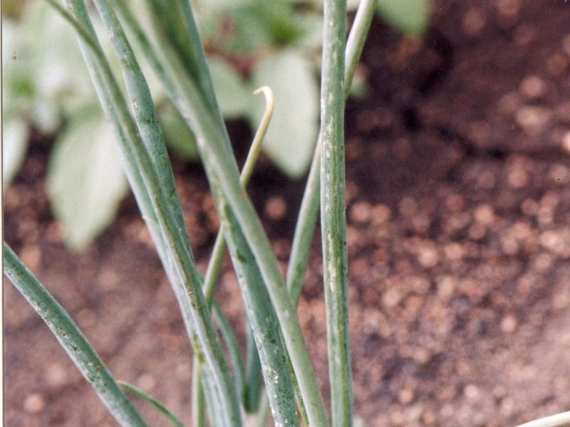 <b>Thrips damage on onions</b>. Note silvering and blotching of leaves.