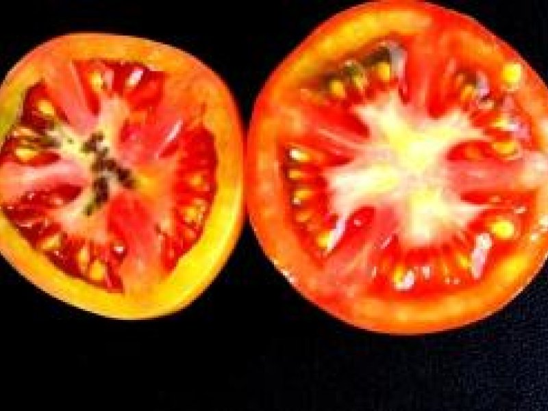 Tomato early blight internal symptoms