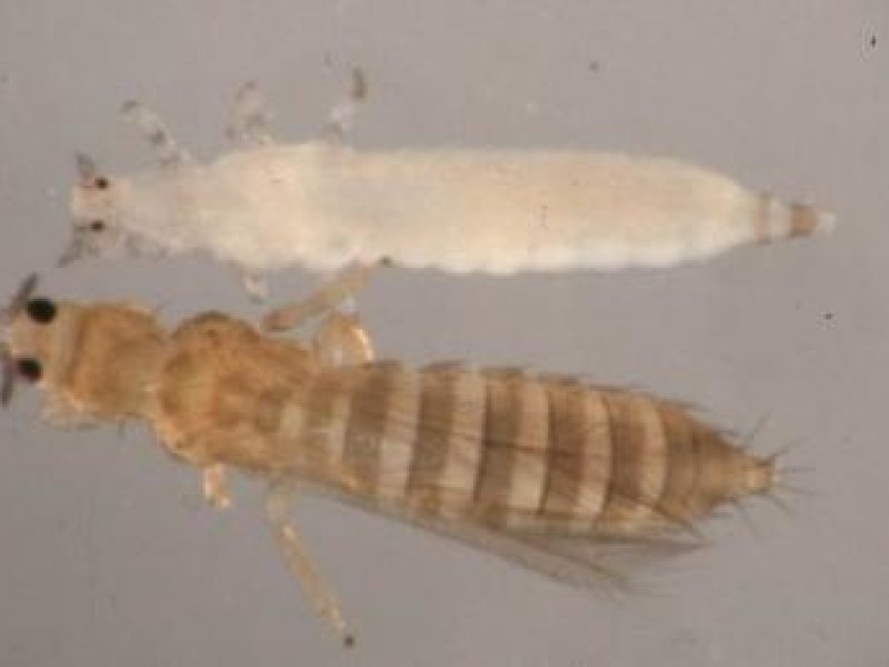 A<b>Adult and immature thrips</b><i> (Thrips tabaci)</i>. Immatures (on top) are wingless and generally are light colored. Immatures are generally light colored without wings. Adults vary in color and have four wings lined with long hairs. The adult has f