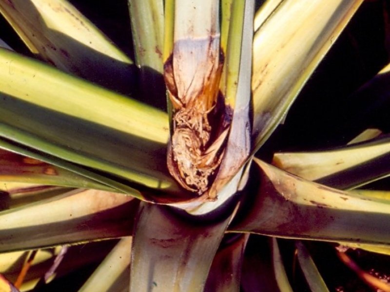 Phytophthora heart rot on pineapple