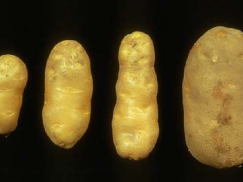 Potato spindle tuber viroid