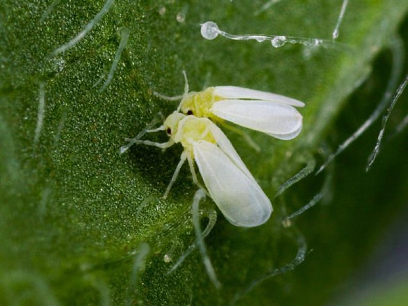 Whiteflies (Bemisia tabaci)