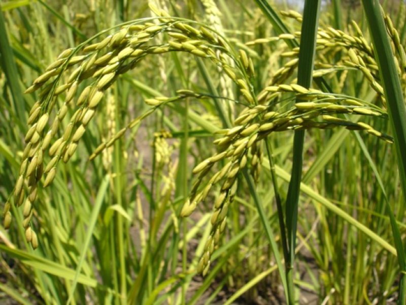 Upland dryland rice in Soroti, Uganda