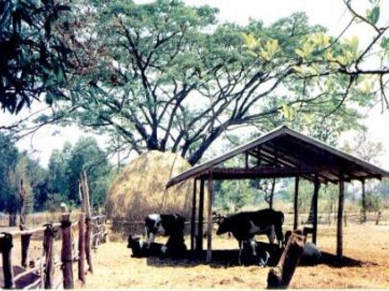 Organic animal husbandry: Breeding, housing and feeding (IFOAM Norms) | Infonet Biovision Home. Organic animal husbandry: Breeding, housing and feeding (IFOAM Norms) | Infonet Biovision Home.