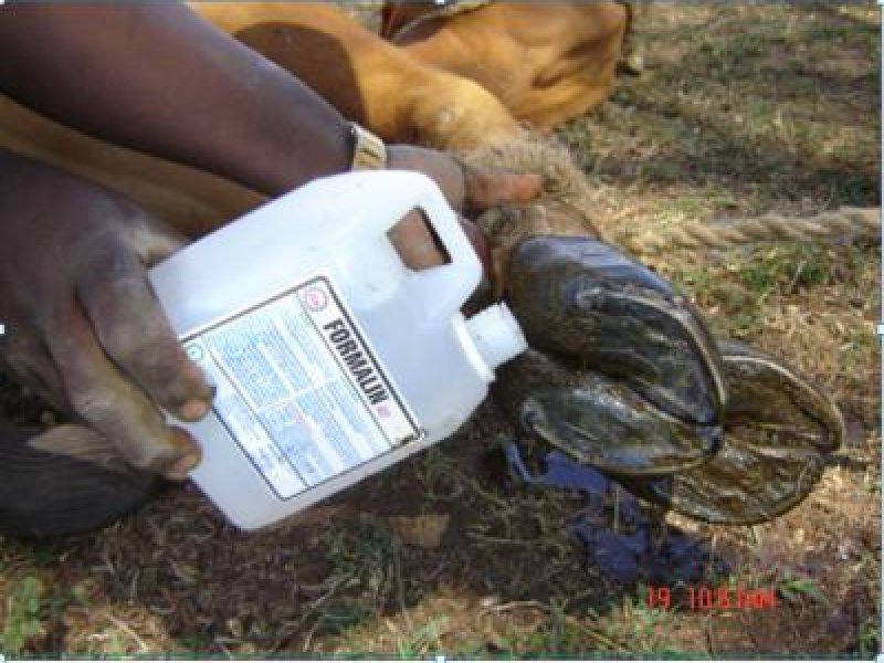 Drugs for livestock treatment | Infonet Biovision Home. Drugs for livestock treatment | Infonet Biovision Home.